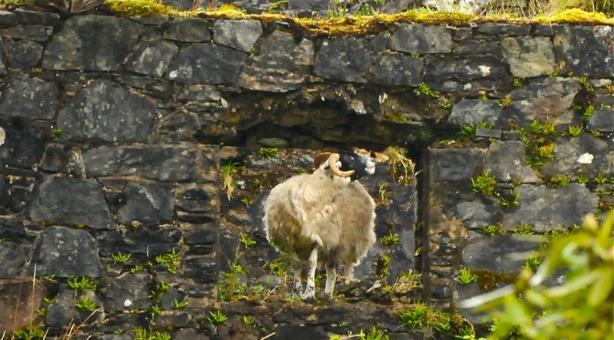 Sheep inna windae: @thatpowanwoman takes photo of the week @DunansCastle