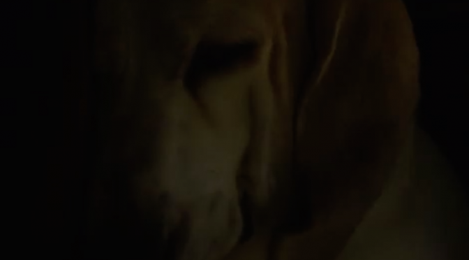 Video: Barty Basset Hound Sleeping Very, Very Loudly!