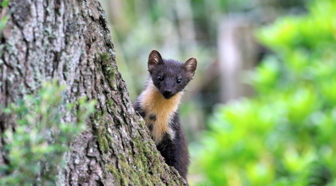 Extraordinary Ecosystem change: Can Pine Martens control Grey Squirrels to the benefit of the Reds?
